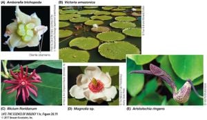 Genetic Insights Into Floral Development Of Amborella Trichopoda