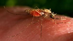 Machine Learning Uncovers Flight Behavior Differences In Mosquito Strains