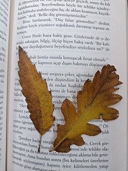 Meşe yaprakları neden ilk başta düze yakın dişli kenarlara sahipken zamanla lobları derinleşir?