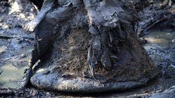 52.000 Yıllık Yünlü Mamutun 3 Boyutlu DNA Yapısı Oluşturuldu.