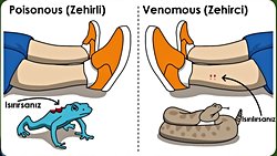 Zehrin Farklı Olguları: "Venom" ve "Poison" Arasında Ne Fark Vardır?