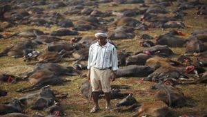 Rescue Mission Saves 400 Animals From Gadhimai Festival Sacrifice