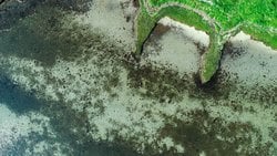 Chesapeake Körfezi'ndeki Sualtı Otları Tuzlu Sulardaki Artışla Birlikte %7 Çoğaldı!