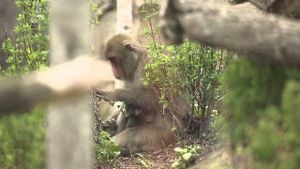 Three Barbary Macaques Escape Apenheul Primate Park