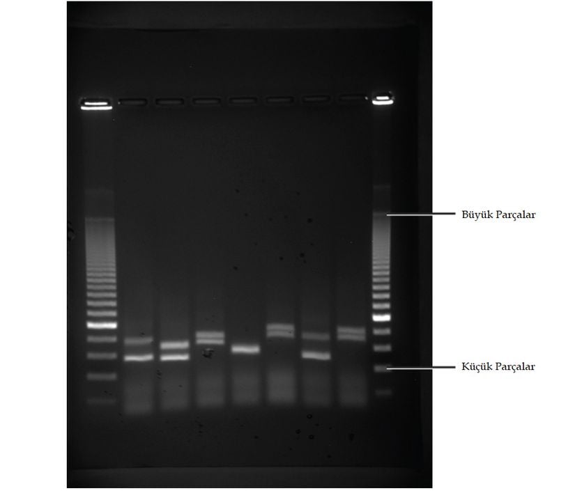 Bir jel üzerinde bulunan, floresan boya ile boyanmış ve UV ışık altında görülebilen altı örnekten alınan DNA parçaları.