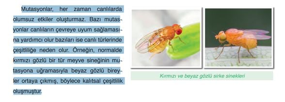 8. Sınıf Fen Bilimleri Kitabında Faydalı Mutasyonlarla İlgili 56. Sayfadaki Yazı.