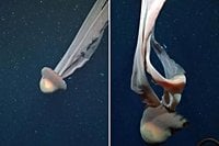 Rare school bus-sized phantom jellyfish seen in spectacular deep-sea footage