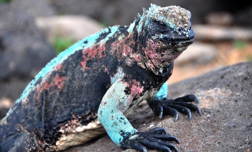 Deniz iguanası (Amblyrhynchus cristatus).