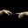 Mesyus .