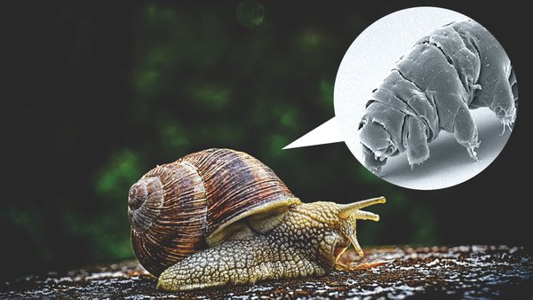 Otostopçu Tardigradlar, Salyangozları Taşıt Olarak Kullanıyor! - Evrim ...