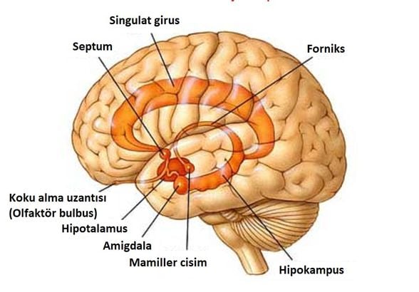 beyin anatomisi