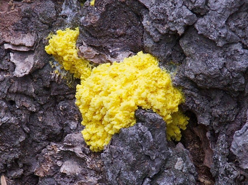 Deneyde kullanılan cıvık mantar, Physarum polycephalum