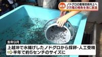 高級魚・ノドグロ養殖へ　約2万尾の稚魚を海へ放流　糸魚川市の海洋高校と近畿大学が共同研究 《新潟》（TeNYテレビ新潟） - Yahoo!ニュース