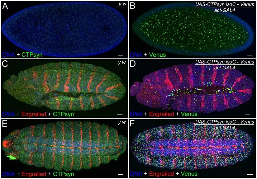 Sinek embriyosunda bölümlendirme mekanizması