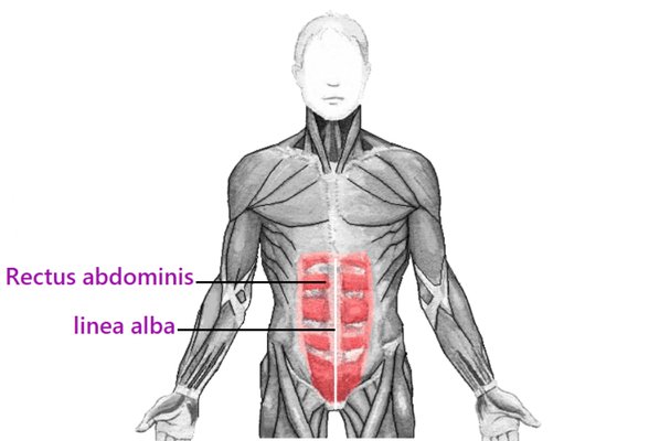 Rectus Abdominis