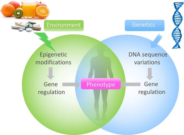 epigenetik