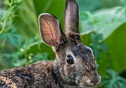 Hangi hayvanın bakımı daha kolay?