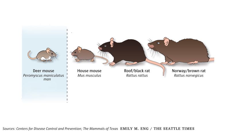 Ölümcül seyredebilen akciğer tutulumu yapan tipi, Kuzey Amerika'da yaşayan geyik faresinde (Peromyscus spp.) görülür.