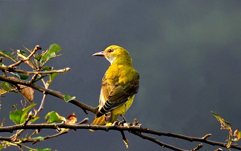 Sarıasma Eurasian (Oriolus oriolus)