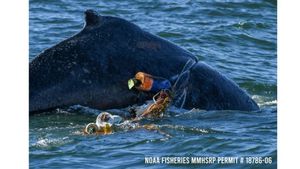 Whale Rescue Operation Underway In Sydney Harbour