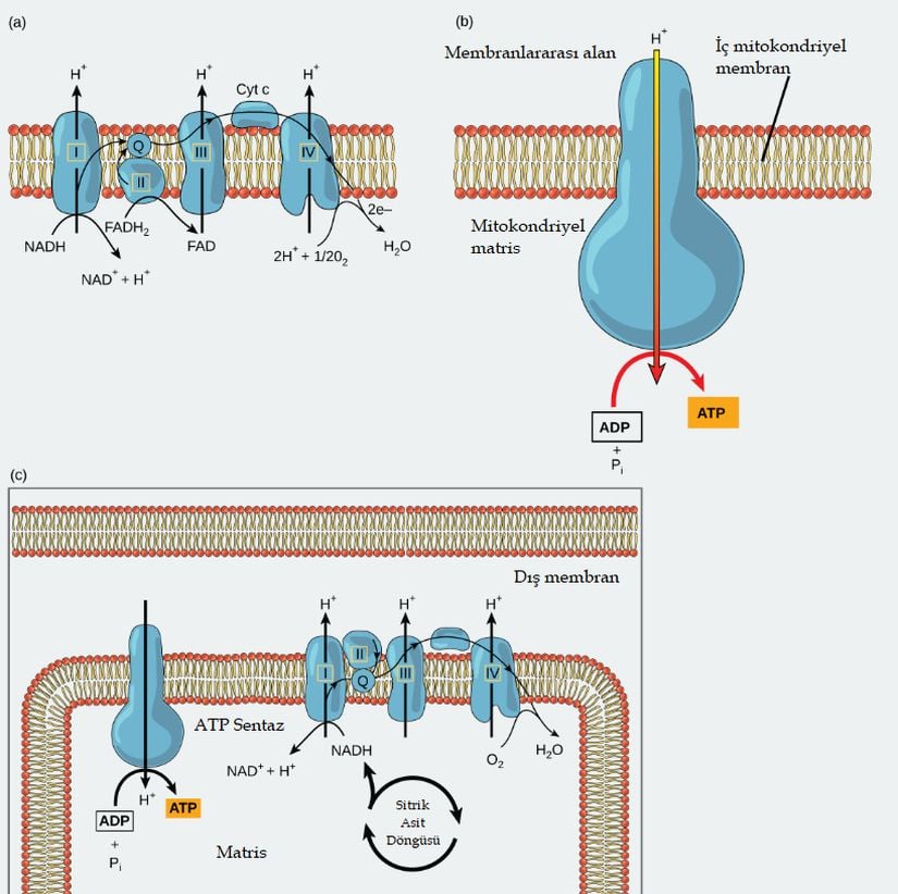 (a) Elektron taşıma zinciri, bir dizi oksidasyon ve indirgeme reaksiyonunu destekleyen bir moleküller dizisidir. (b) ATP sentaz, H+ gradyanını kullanarak ADP'den ATP üretebilen kompleks bir enzimdir. (c) Kemiyozmoz, membran boyunca H+ gradyanı tarafından sağlanan potansiyel enerjiyi temel alır.