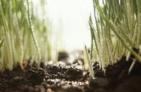 Regenerative farming takes root in SA as demand for sustainable exports grows