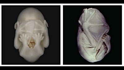 Yarasaların İlginç Dünyası: Embriyodan Yetişkinliğe Fotoğraflar...