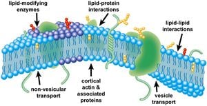 Lipid Composition Shapes Protein Evolution In Mitochondria