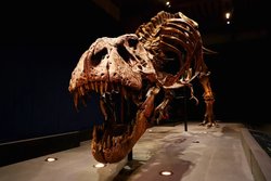T. Rex Zekası Tartışması: Maymunlarla Kıyaslanabilir mi?
