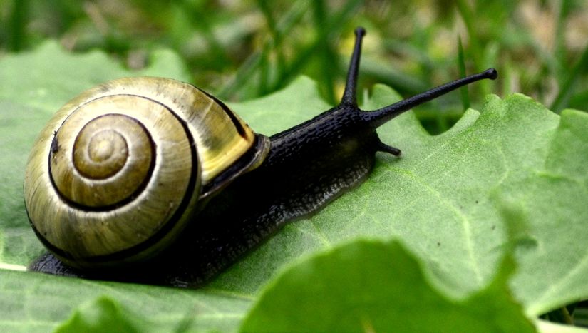 Cepaea nemoralis türü. Salyangozların kabuklarının sağlıklı gelişmesi için Kalsiyum içeren gıdalar tüketmesi gerekir.