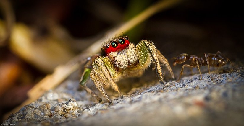 Tüm hakları saklıdır. Fotoğrafçıdan izin alınmadan kopyalanamaz.