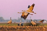 Infection of new wild bird species is driving Europe’s soaring avian flu  | Euractiv