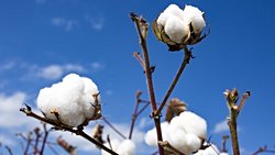 1 Kg of Iron Has Equal Mass to 1 Kg of Cotton, But It Weighs Heavier!