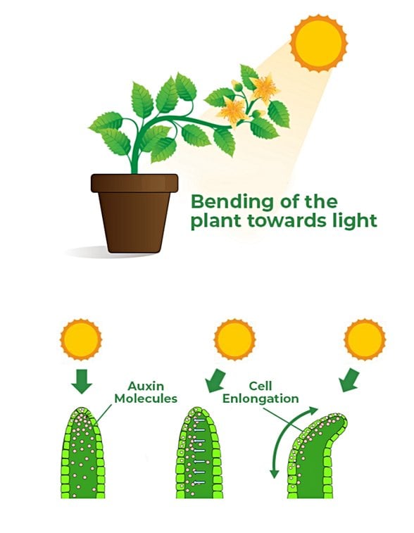 ışığa göre bitkilerin pasif hareketi.
