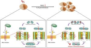 New Insights Into Mitofusin 2's Role Beyond Mitochondrial Fusion