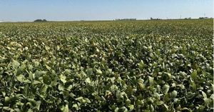 Trump Tariffs And Bailouts Stir New Farm Crisis
