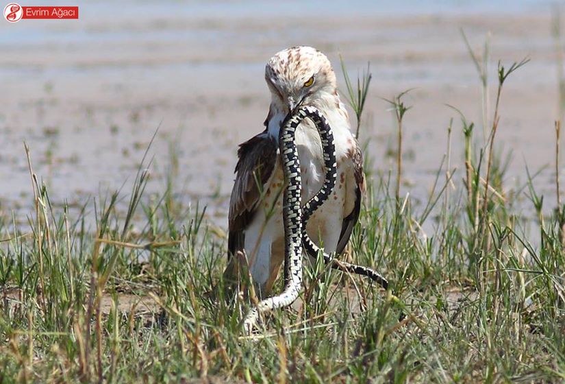 Konya'dan, yarı sucul yılan (Natrix natrix) ile beslenirken.