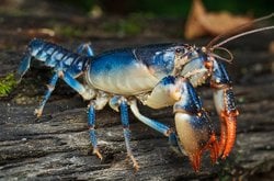 Yuva Yapan Kerevitlerin Parlak Renkleri Tesadüfen Evrimleşmiş Olabilir!