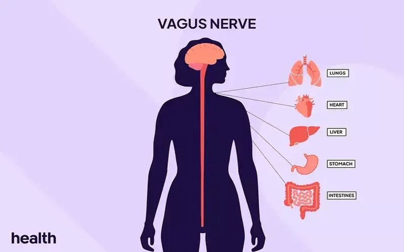 Vargus Sinirinin Anatomisi ve Etkilediği Organlar