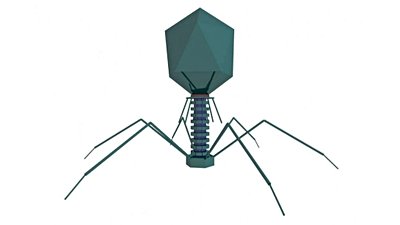 Virüslerle Mücadele İçin, Onların 