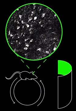 Beyindeki Zaman Hücreleri, Yeni Zamansal İlişkileri Öğrenmemizi Sağlıyor!