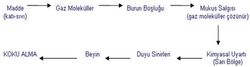 Kokuları gazlar vasıtasıyla alıyorsak, katı cisimlerin kokusunu nasıl alıyoruz?