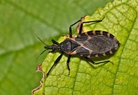 A Deadly Kiss: Chagas Disease Now Endemic In The United States