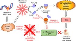 FMF hastalığının Alzheimer's riski var mıdır?
