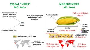 Yapay Seçilim: Mısırın Evrimi ve Kültürü