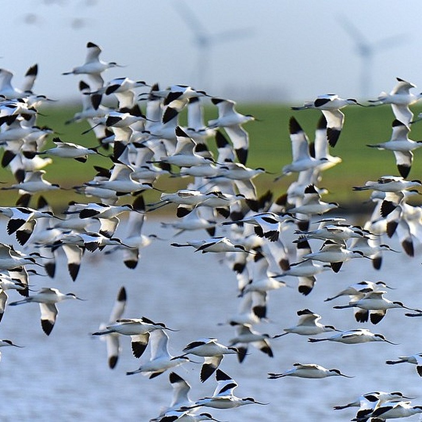 Evrim Ağacı ile Bilime Dair Her Şey!