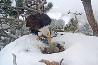 Here’s What Happened To The Viral Beloved Baby Eaglets In Big Bear This Past Weekend