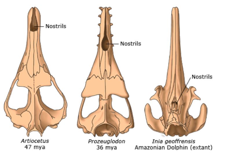 Bu görselde elden edilen fosil kanıtlardan yararlanılarak, yunusların atalarının  evrimsel süreçte kafataslarının ve burun deliklerinin nasıl evrim geçirdiği gösterilmiş. Sonuncusu nehir yunusu olan Amazon nehir yunusuna ait kafatası. Gördüğünüz gibi burun beslenme ihtiyacına göre timsahlardaki gibi uzayarak evrimleşmiş ve burun delikleri arkaya kaymıştır.