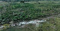 Interpol announces a new global fight against illegal deforestation