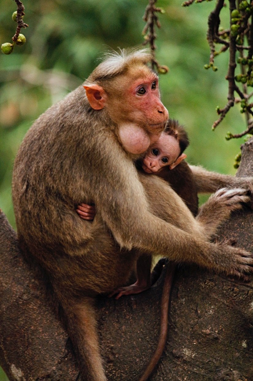 In 95% of all mammals, males provide almost no provisional care for their offspring. In fact, most non-human primates are single mothers and the mothers usually invest heavily in the offspring until they are able to take care of themselves.